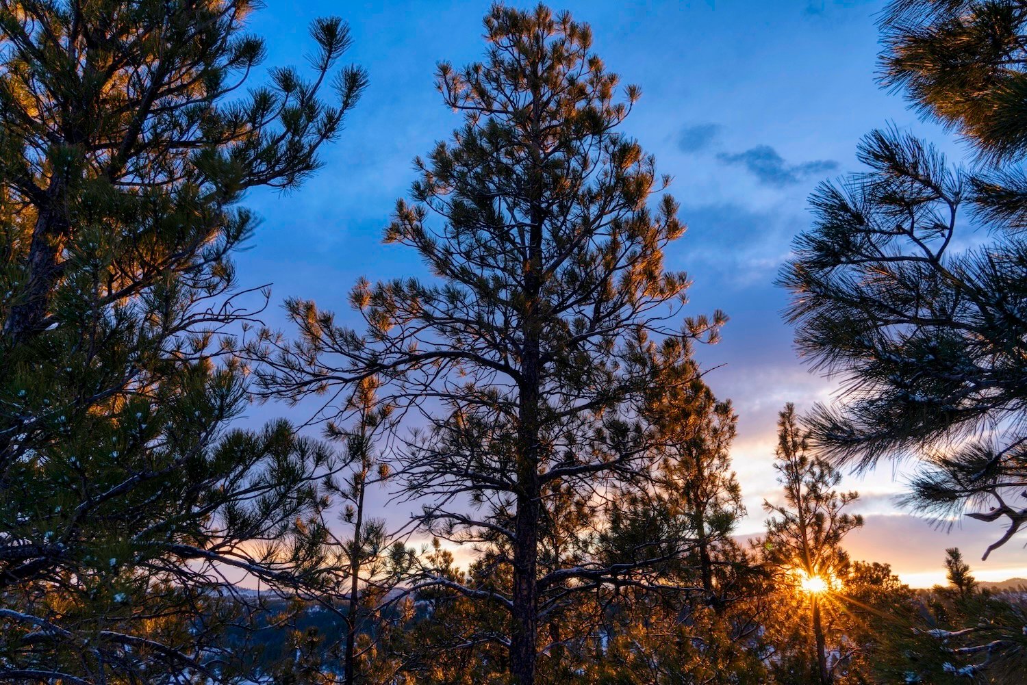 Trees and Sun Stars, Hulett WY